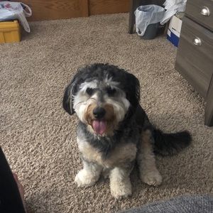 Meet your Posher, Austin